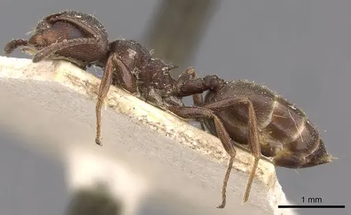 Crematogaster peringueyi specimen CASENT0908548 image casent0908548_3