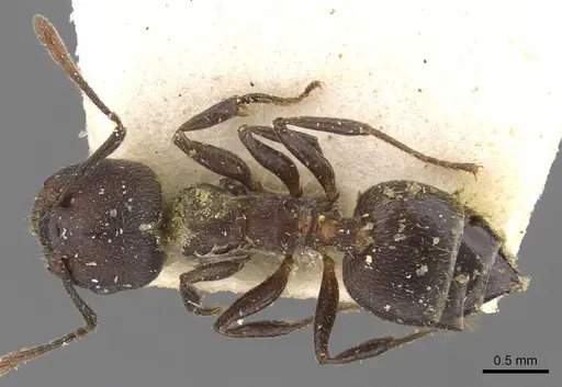 Crematogaster peringueyi specimen CASENT0908550 image casent0908550_1