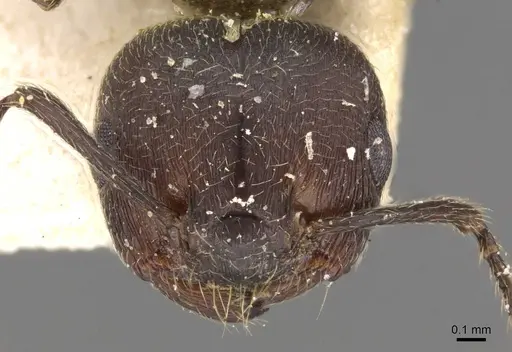 Crematogaster peringueyi specimen CASENT0908550 image casent0908550_2