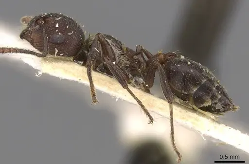 Crematogaster peringueyi specimen CASENT0908550 image casent0908550_3