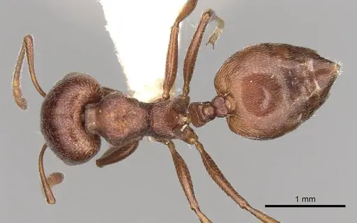 Crematogaster peringueyi specimen CASENT0914293 image casent0914293_1