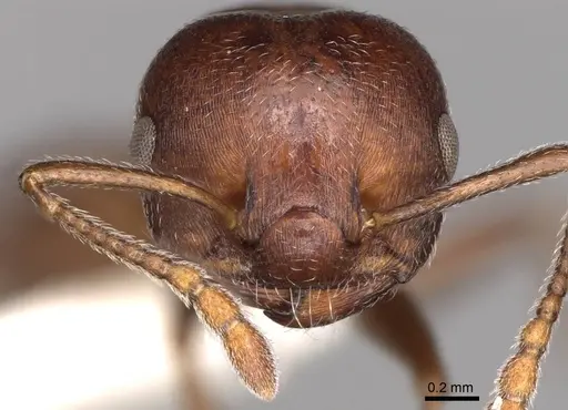 Crematogaster peringueyi specimen CASENT0914293 image casent0914293_2