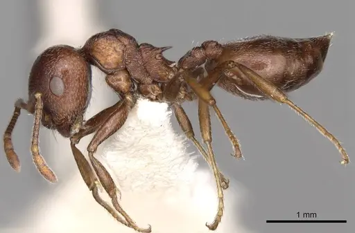 Crematogaster peringueyi specimen CASENT0914293 image casent0914293_3