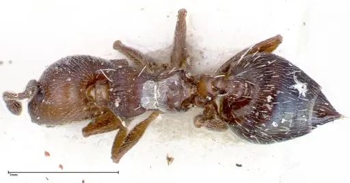 Crematogaster peristerica specimen FOCOL0251-1 image focol0251-1_1