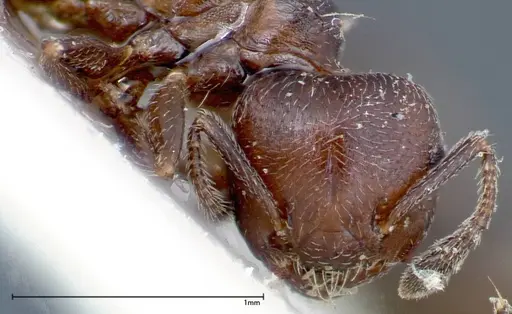 Crematogaster peristerica specimen FOCOL0251-1 image focol0251-1_2