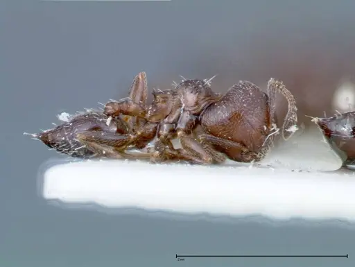 Crematogaster peristerica specimen FOCOL0251-1 image focol0251-1_3