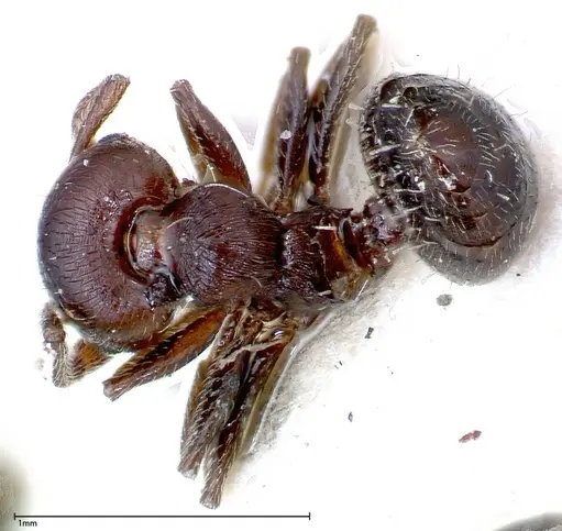 Crematogaster peristerica specimen FOCOL0251-2 image focol0251-2_1
