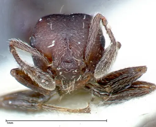 Crematogaster peristerica specimen FOCOL0251-2 image focol0251-2_2
