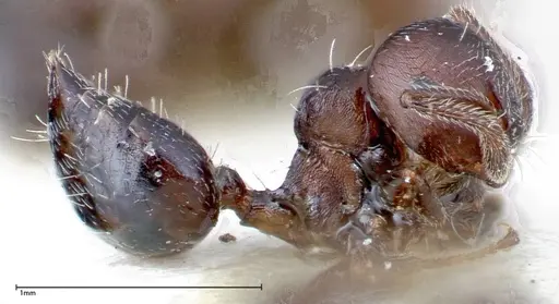 Crematogaster peristerica specimen FOCOL0251-2 image focol0251-2_3