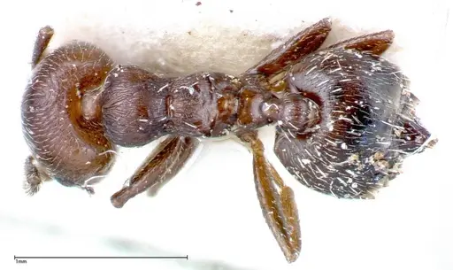 Crematogaster peristerica specimen FOCOL0251-3 image focol0251-3_1