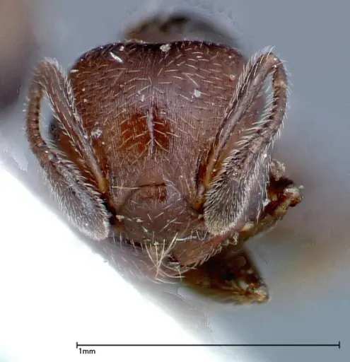 Crematogaster peristerica specimen FOCOL0251-3 image focol0251-3_2