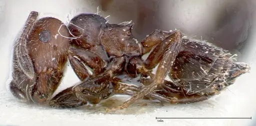 Crematogaster peristerica specimen FOCOL0251-3 image focol0251-3_3