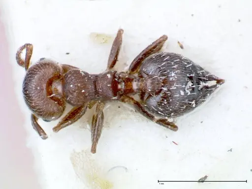 Crematogaster peristerica specimen FOCOL0251-4 image focol0251-4_1