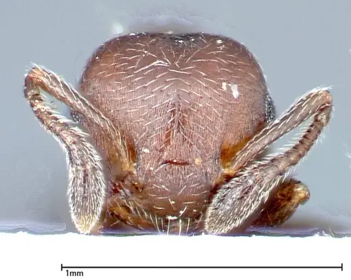 Crematogaster peristerica specimen FOCOL0251-4 image focol0251-4_2