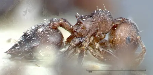 Crematogaster peristerica specimen FOCOL0251-4 image focol0251-4_3