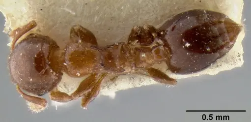 Crematogaster petiolidens specimen CASENT0193952 image casent0193952_1
