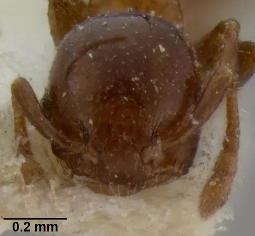 Crematogaster petiolidens specimen CASENT0193952 image casent0193952_2