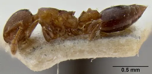 Crematogaster petiolidens specimen CASENT0193952 image casent0193952_3