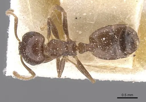 Crematogaster phoenica specimen CASENT0912710 image casent0912710_1