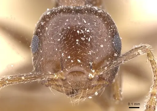 Crematogaster phoenica specimen CASENT0912710 image casent0912710_2