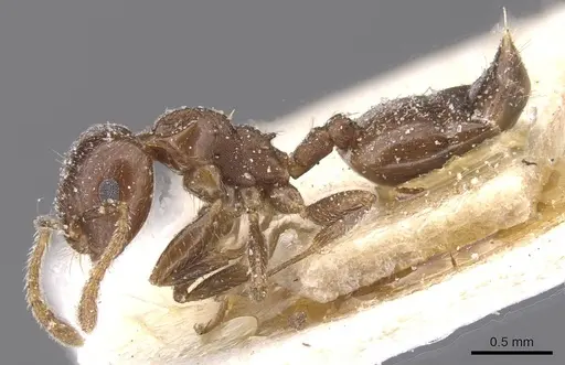 Crematogaster phoenica specimen CASENT0912710 image casent0912710_3