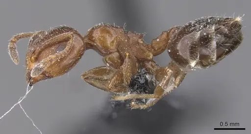 Crematogaster phoenica specimen CASENT0912711 image casent0912711_1