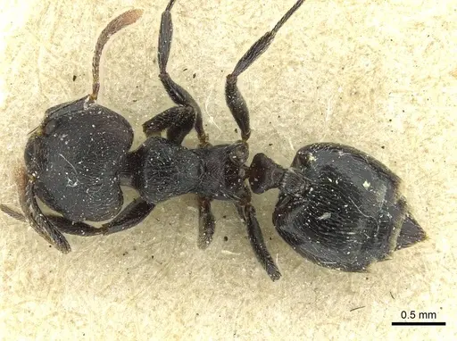 Crematogaster phoenix specimen CASENT0912811 image casent0912811_1
