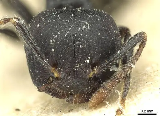 Crematogaster phoenix specimen CASENT0912811 image casent0912811_2