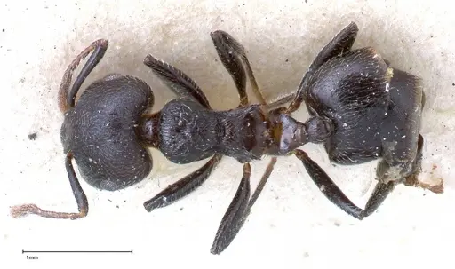Crematogaster phoenix specimen FOCOL0423 image focol0423_1