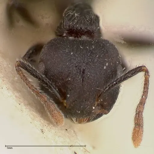Crematogaster phoenix specimen FOCOL0423 image focol0423_2