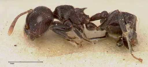 Crematogaster phoenix specimen FOCOL0423 image focol0423_3
