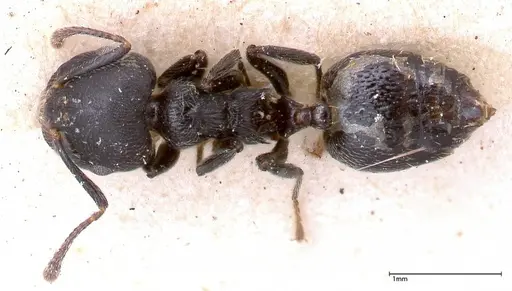 Crematogaster phoenix specimen FOCOL0424 image focol0424_1