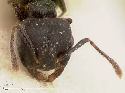 Crematogaster phoenix specimen FOCOL0424 image focol0424_2