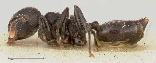 Crematogaster phoenix specimen FOCOL0424 image focol0424_3