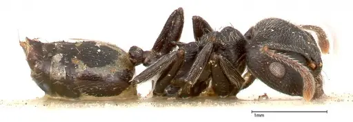 Crematogaster phoenix specimen FOCOL0424 image focol0424_4