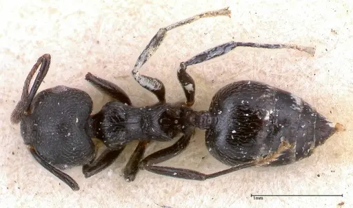Crematogaster phoenix specimen FOCOL0425 image focol0425_1