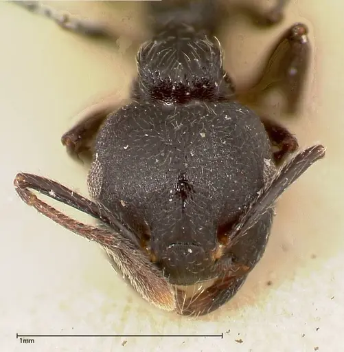 Crematogaster phoenix specimen FOCOL0425 image focol0425_2