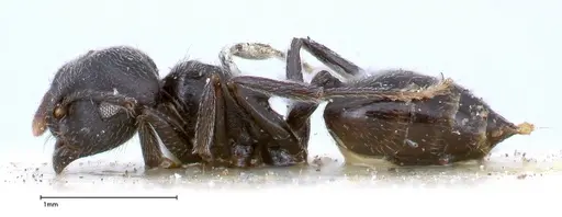 Crematogaster phoenix specimen FOCOL0425 image focol0425_3