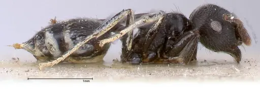 Crematogaster phoenix specimen FOCOL0425 image focol0425_4