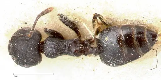 Crematogaster phoenix specimen FOCOL0426 image focol0426_1