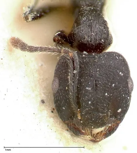 Crematogaster phoenix specimen FOCOL0426 image focol0426_2