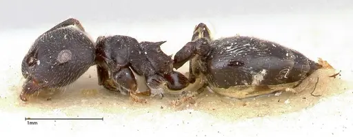 Crematogaster phoenix specimen FOCOL0426 image focol0426_3