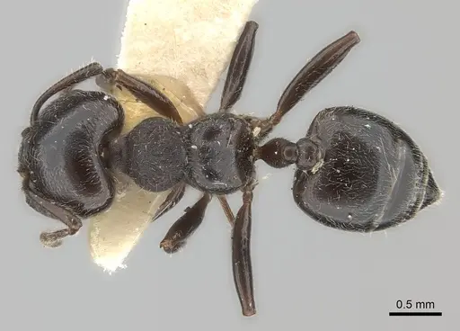 Crematogaster physothorax specimen CASENT0217851 image casent0217851_1