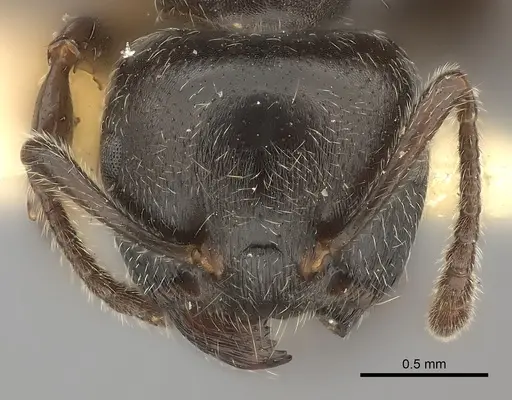 Crematogaster physothorax specimen CASENT0217851 image casent0217851_2