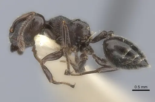 Crematogaster physothorax specimen CASENT0217851 image casent0217851_3