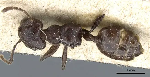 Crematogaster physothorax specimen CASENT0904534 image casent0904534_1
