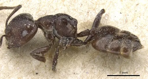 Crematogaster physothorax specimen CASENT0904534 image casent0904534_3