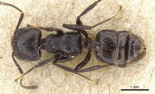 Crematogaster physothorax specimen CASENT0905763 image casent0905763_1
