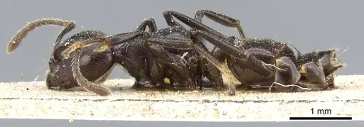 Crematogaster physothorax specimen CASENT0905763 image casent0905763_3