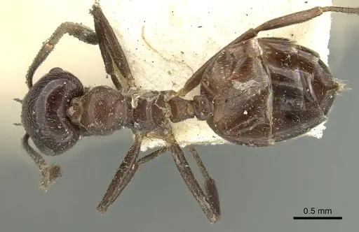 Crematogaster pia specimen CASENT0902126 image casent0902126_1